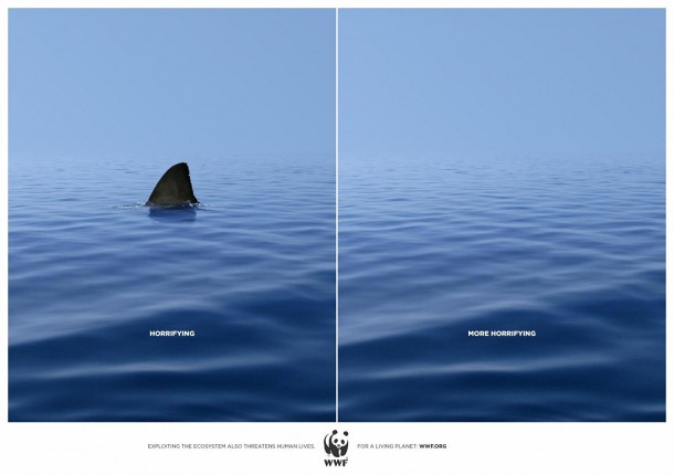 wwf-shark-610x430