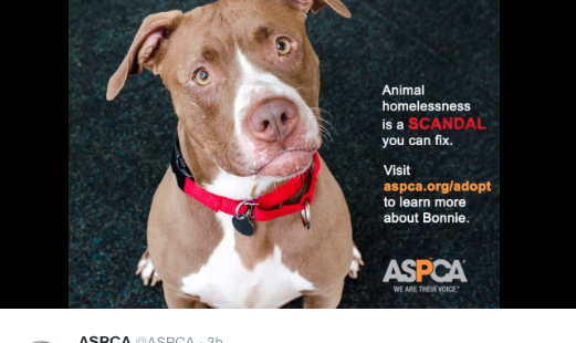 Rhetorical Velocity on Twitter