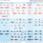 Infographics: Fish & People